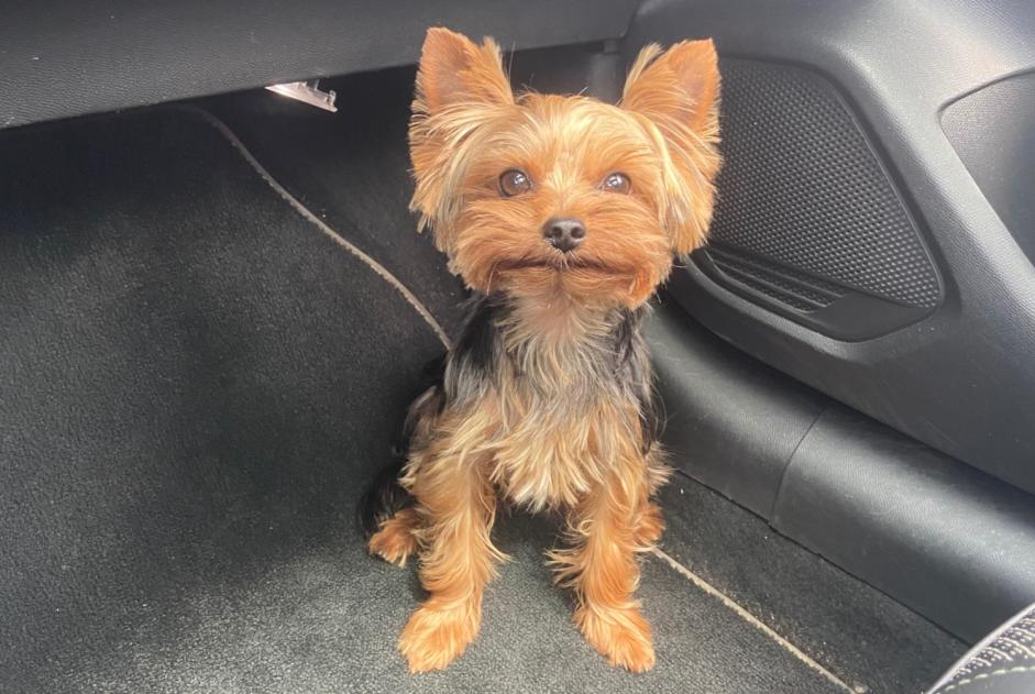 Alerta de Desaparición Perro  Macho , 5 años Coggia Francia