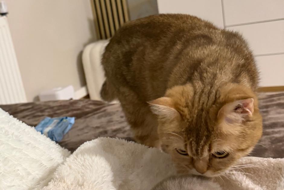 Alerte Disparition Chat Femelle , 1 ans La Chapelle-Bayvel France Alerte Disparition Chat Femelle , 1 ans La Chapelle-Bayvel France