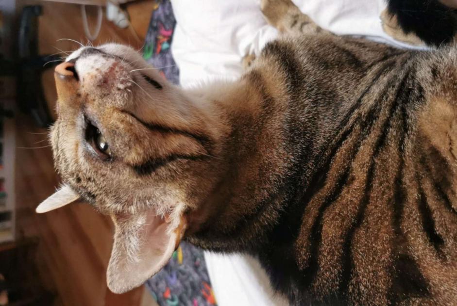 Alerte Disparition Chat croisement Mâle , 12 ans Flassans-sur-Issole France
