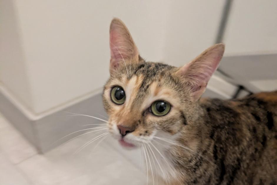 Alerte Découverte Chat Inconnu Cachan France Alerte Découverte Chat Inconnu Cachan France