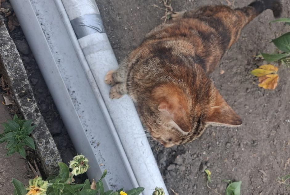 Avviso Ritrovamento Gatto Femmina Leforest Francia Avviso Ritrovamento Gatto Femmina Leforest Francia